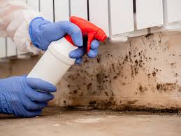 Best Mold Damage Restoration in Brushy Creek, TX